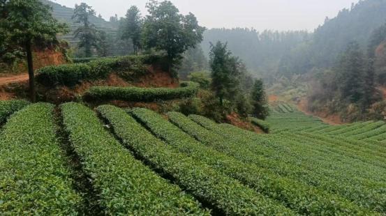 杯清茶背后的乡村振兴答卷爱游戏最新株洲醴陵：一(图2)